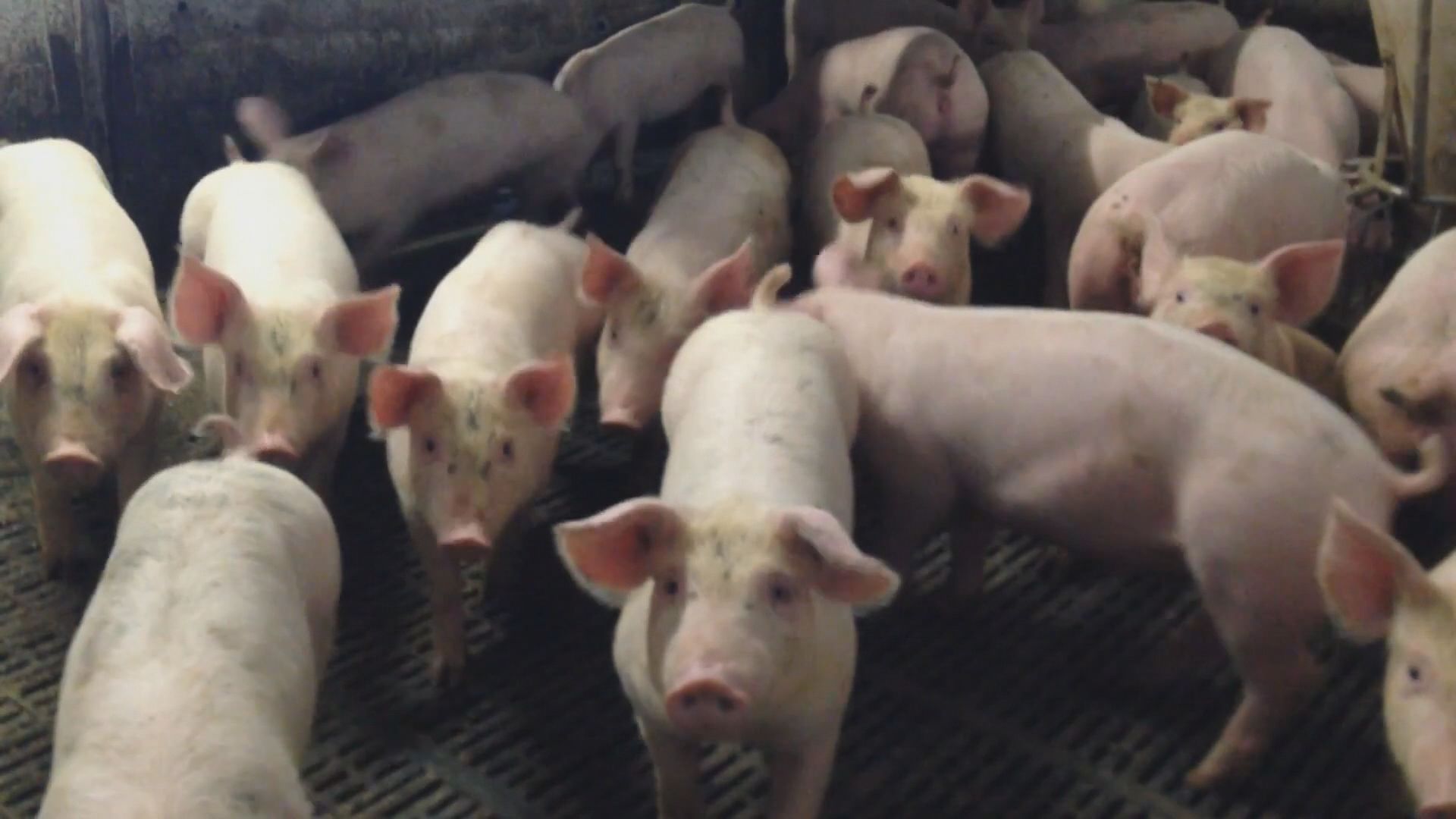 日本暫停豬肉出口到海外