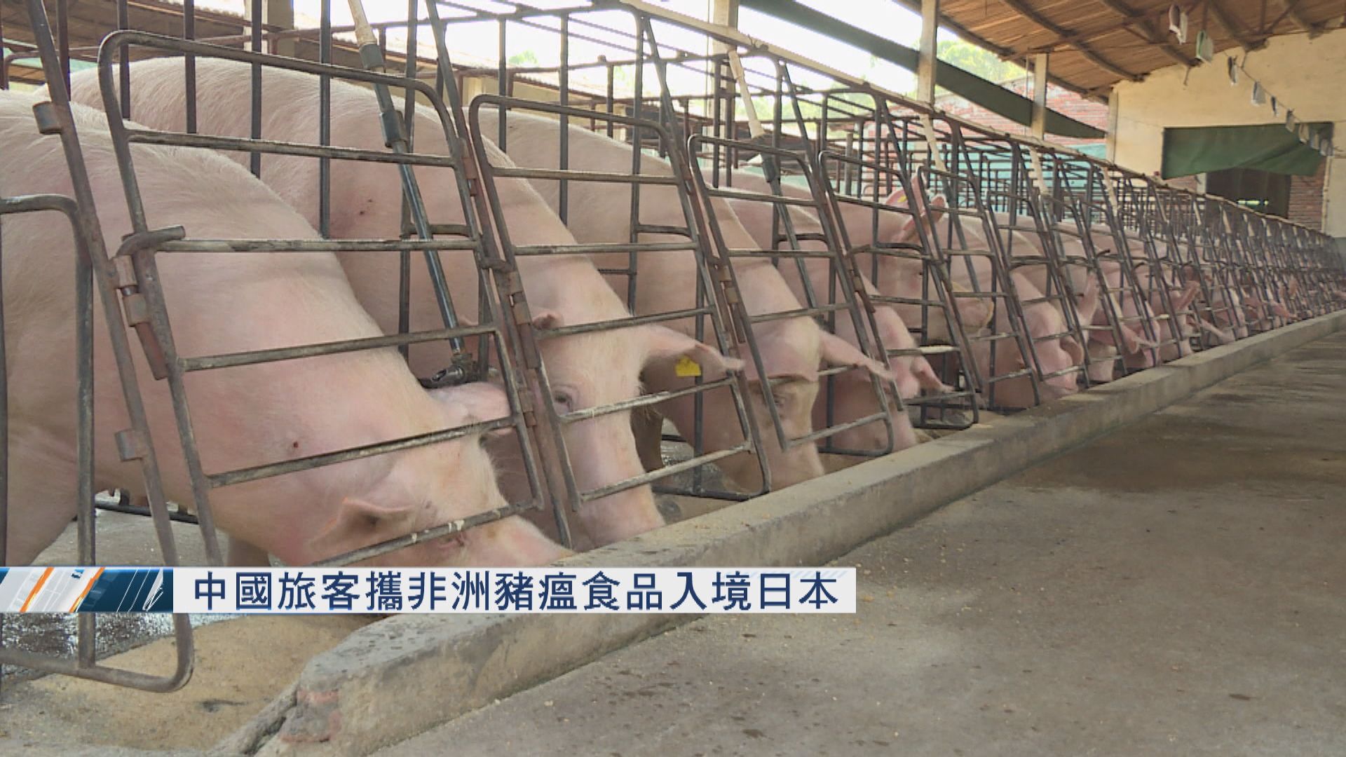 中國旅客攜非洲豬瘟食品入境日本
