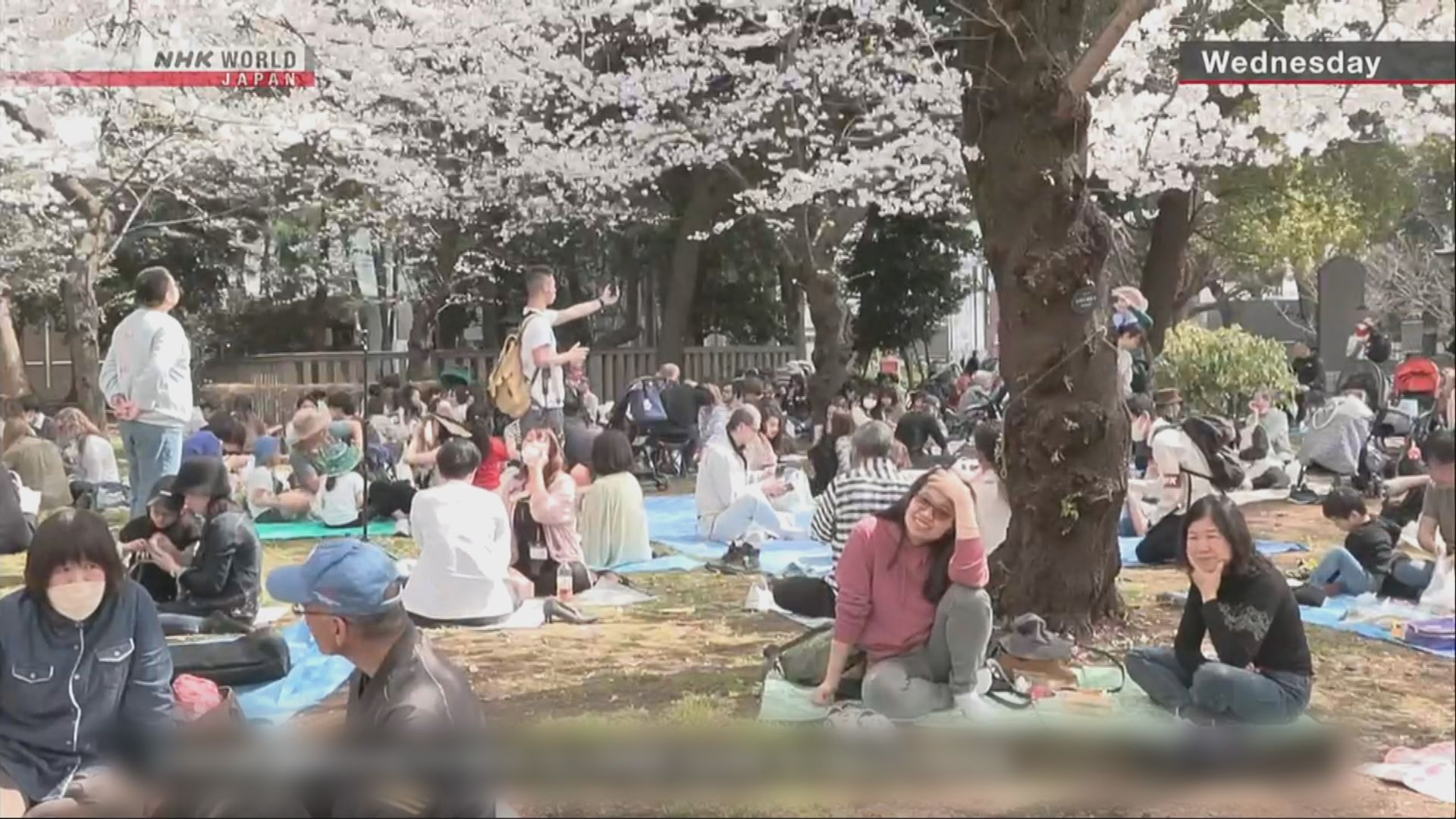 日本東京都中心地區櫻花盛開