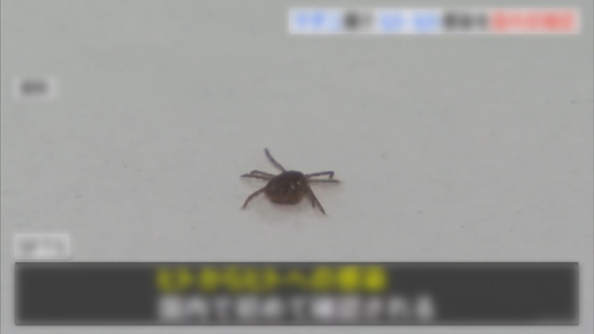 日本出現首宗蜱蟲病人傳人個案