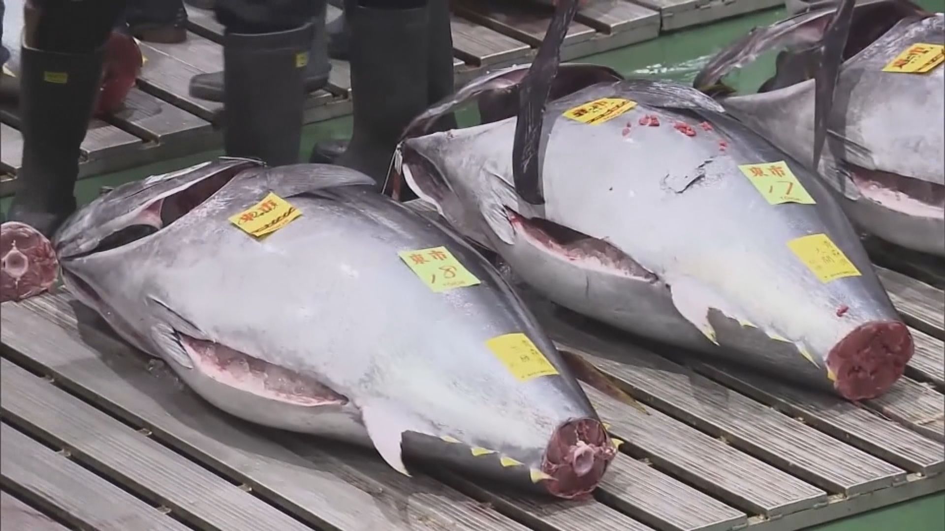 東京豐洲市場藍鰭吞拿魚近1400萬港元賣出