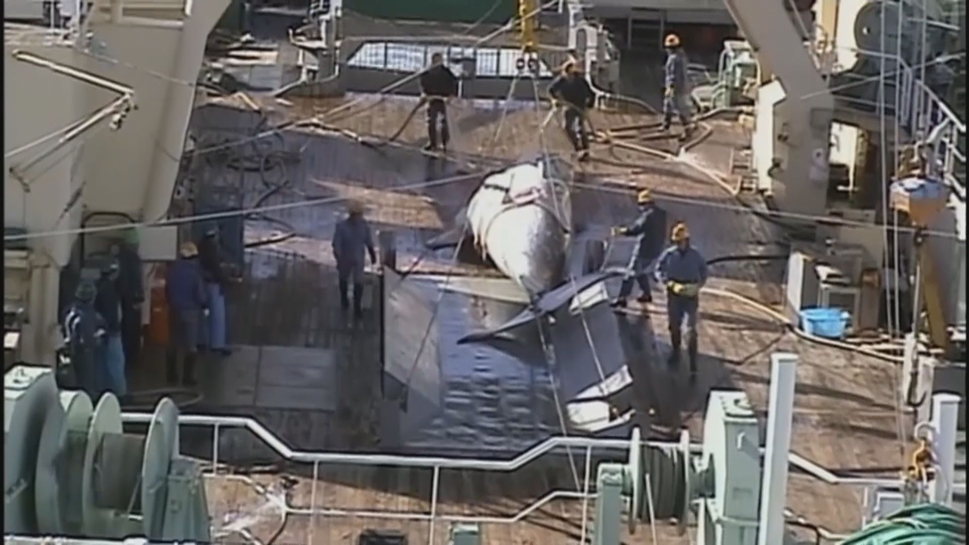 日本七月起恢復商業捕鯨