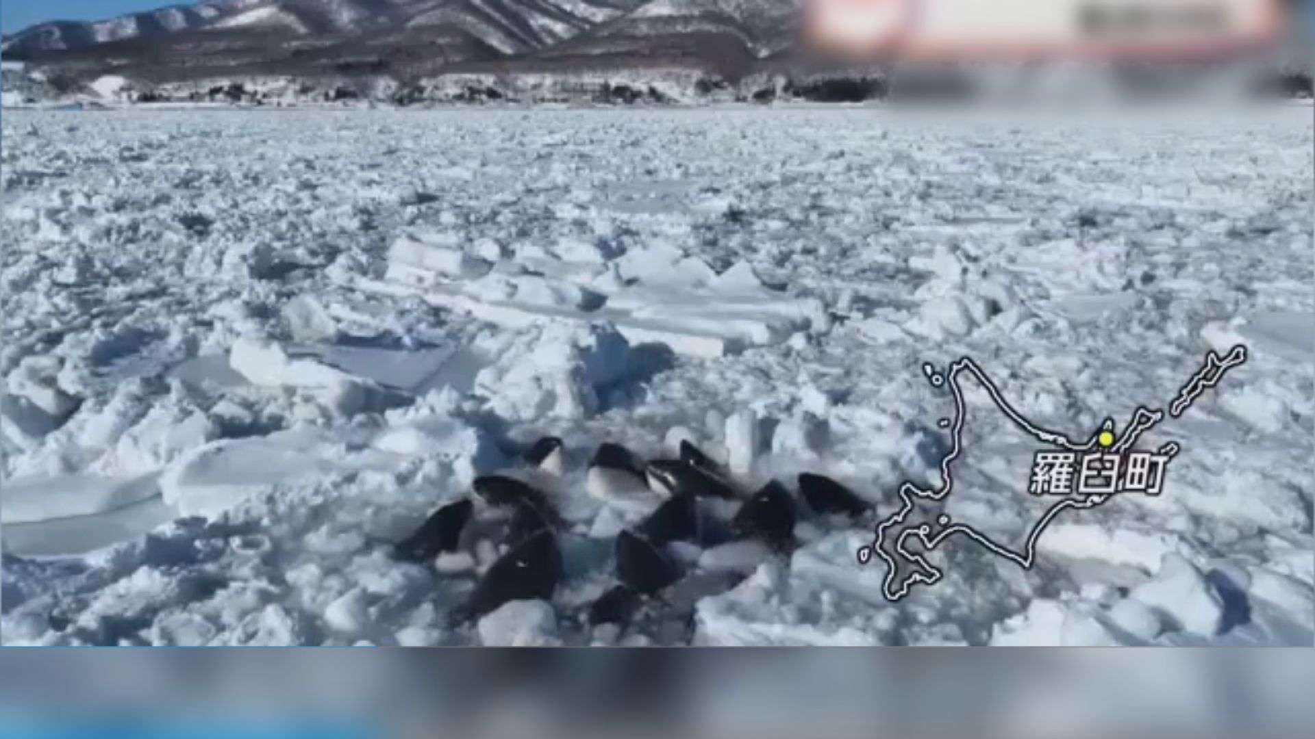 北海道十多條殺人鯨被困浮冰中