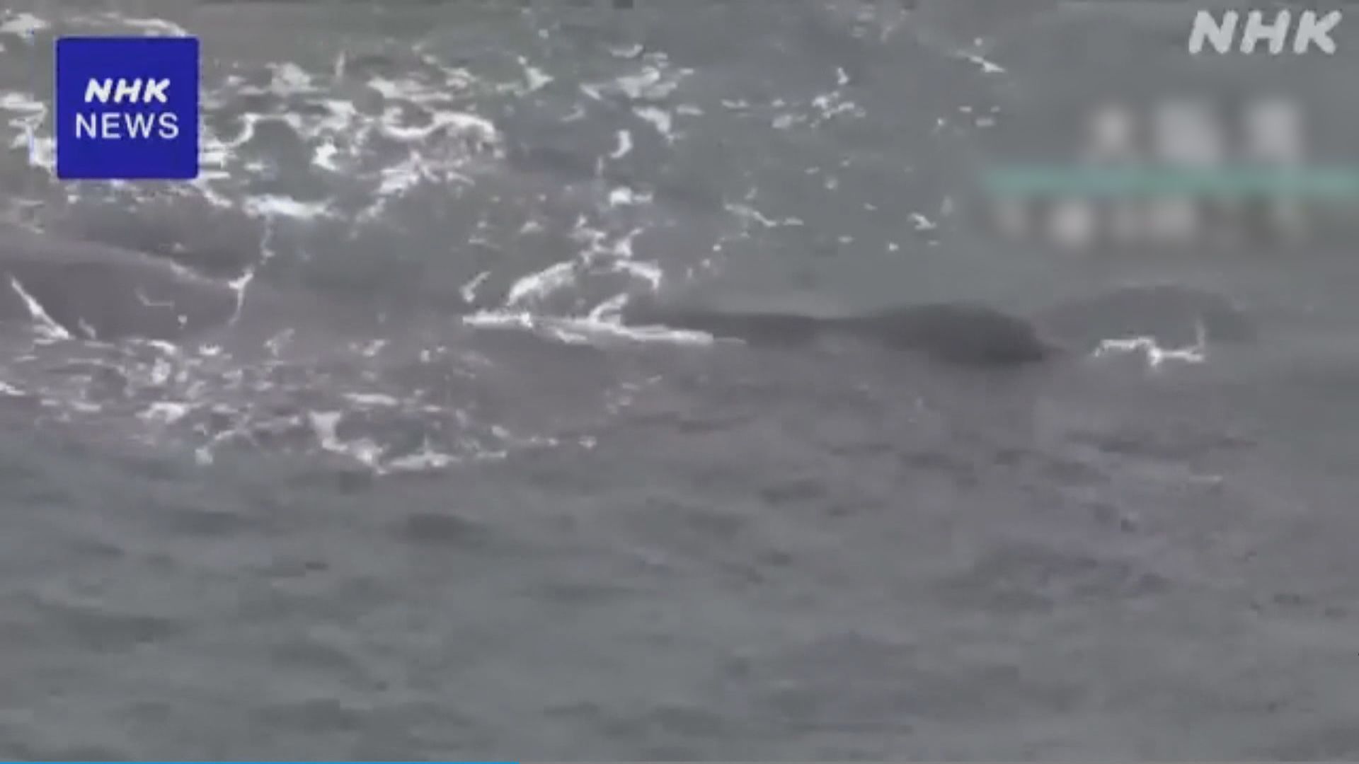 有疑似抹香鯨誤入大阪灣 已被困逾兩星期