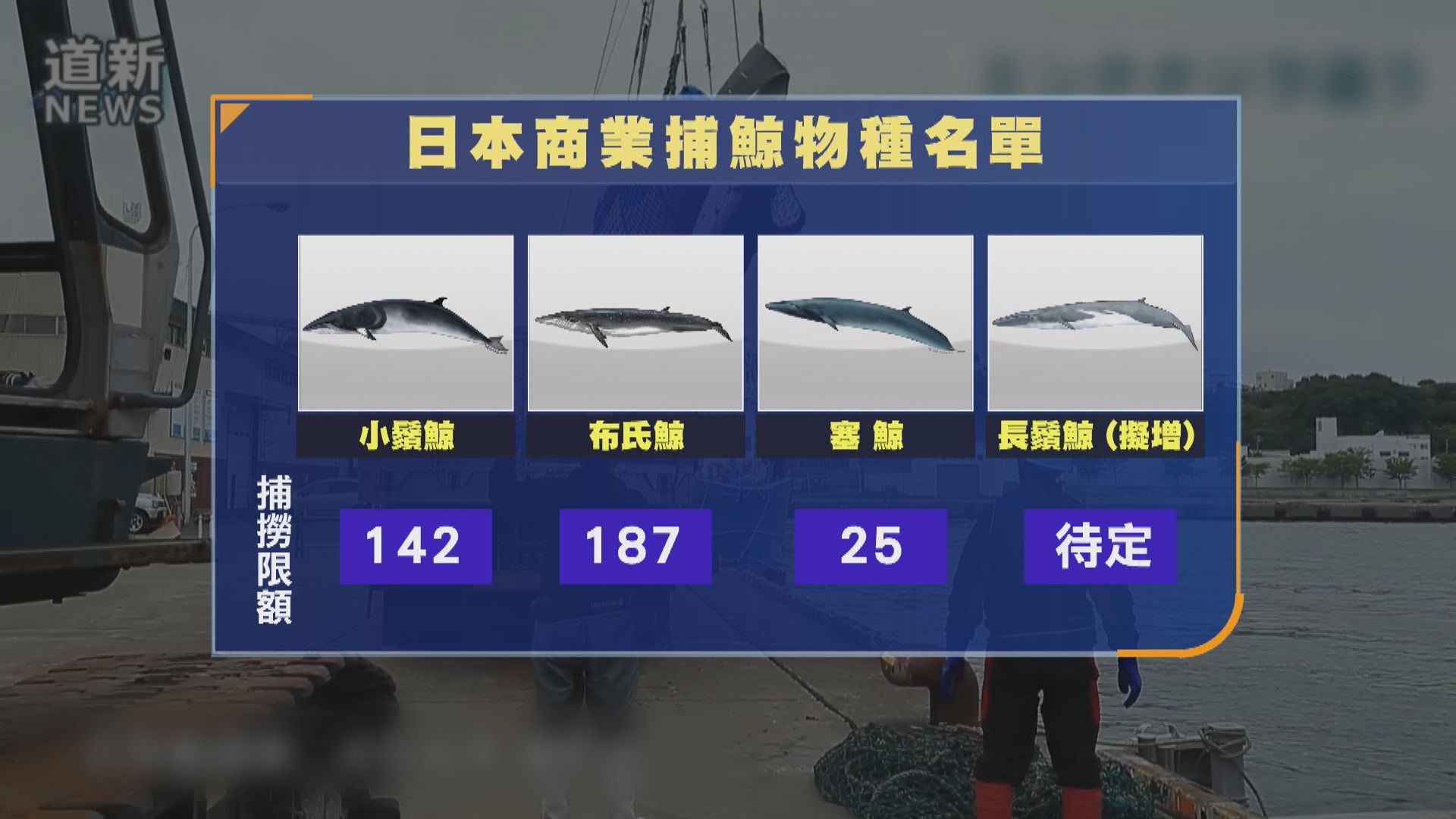日本擬將長鬚鯨列入商業捕鯨名單