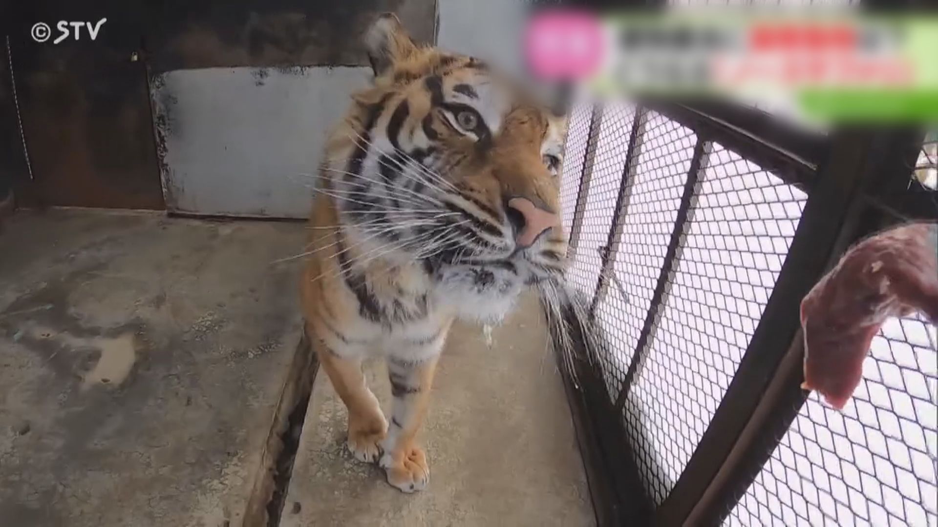 日本「最危險」動物園9月關閉　數百隻動物安置計劃欠奉惹關注