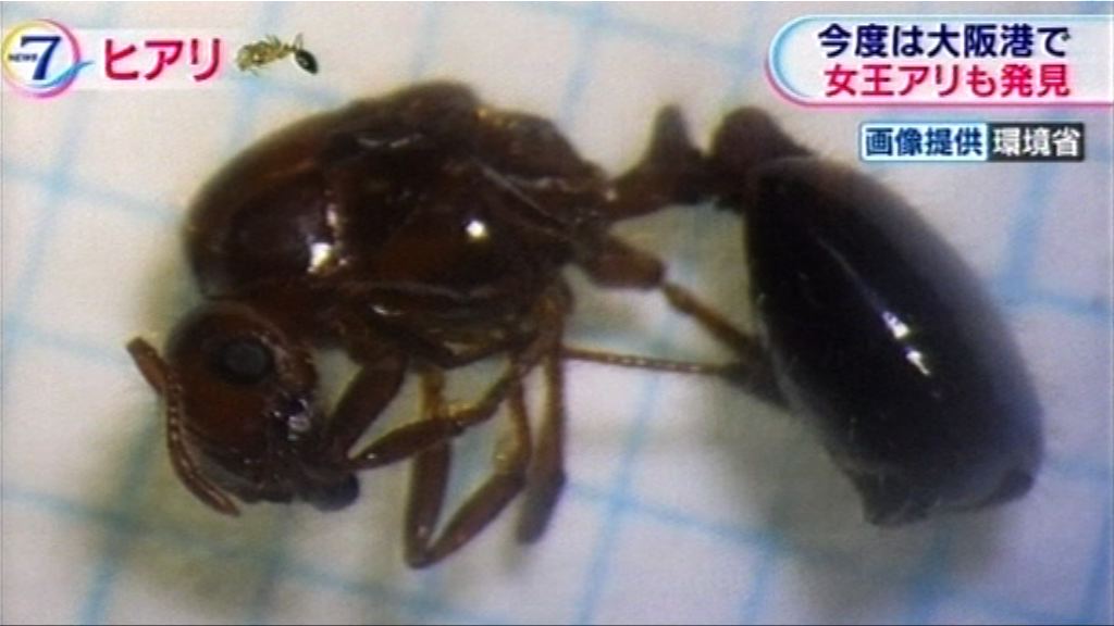 日本首發現紅火蟻后　恐已落地生根