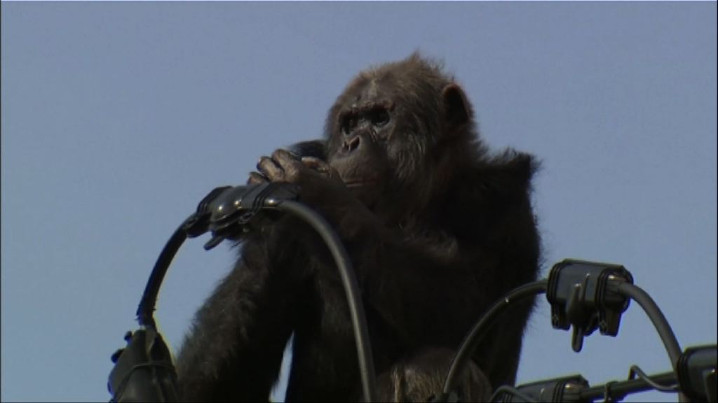 仙台黑猩猩逃脫兩小時後被擒回