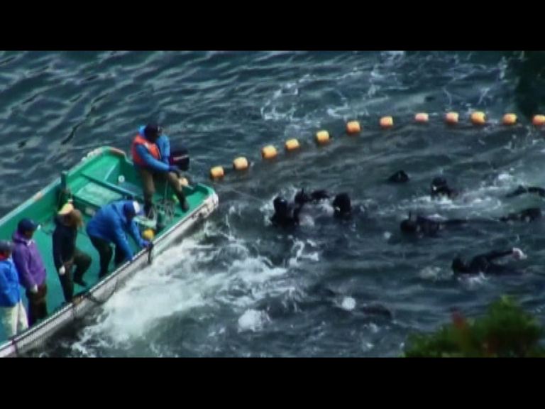 日本水族館停買圍捕所得海豚