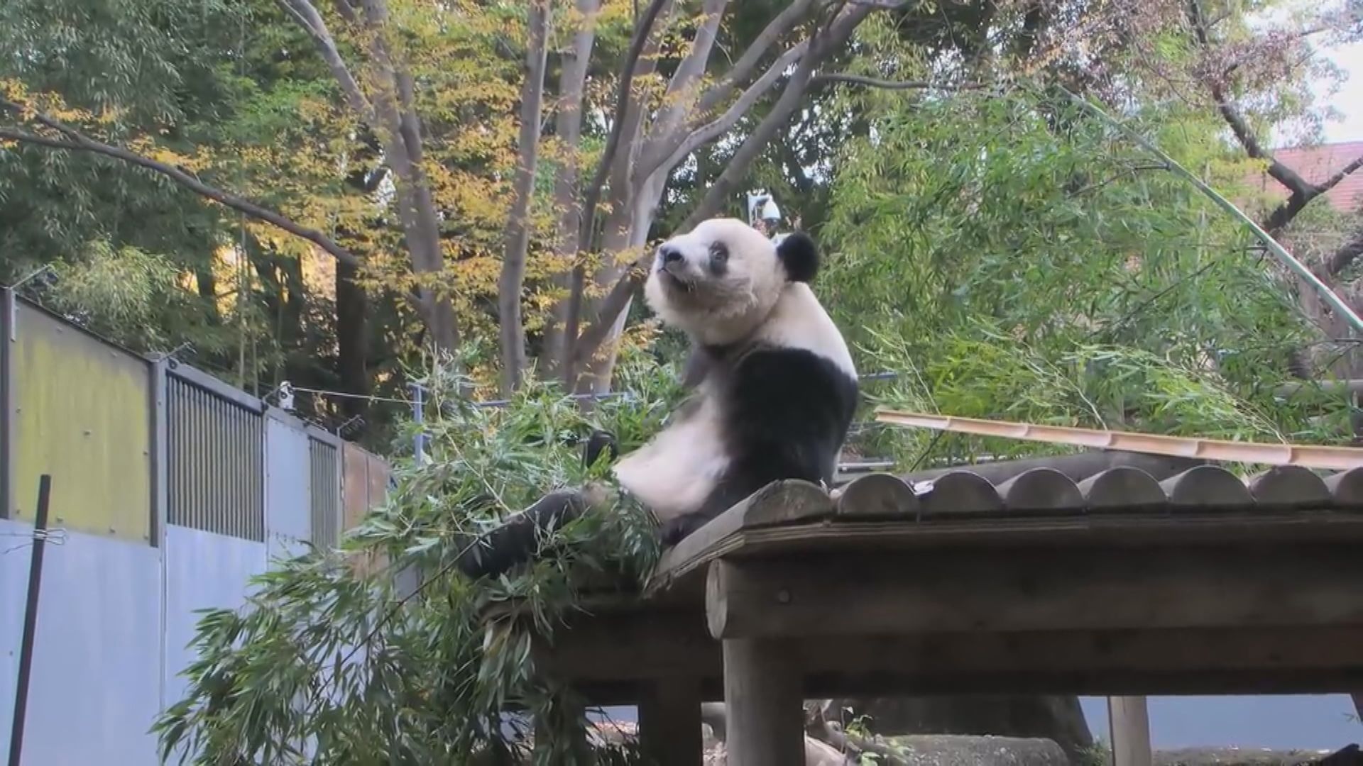 大熊貓香香歸還中國日期再延至明年中
