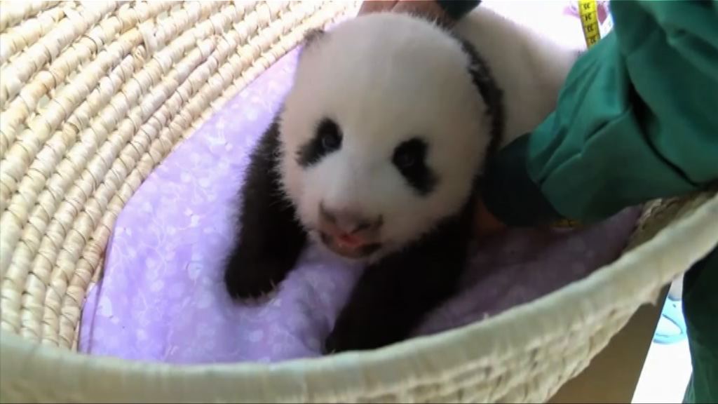 上野動物園公布熊貓寶寶最新片段