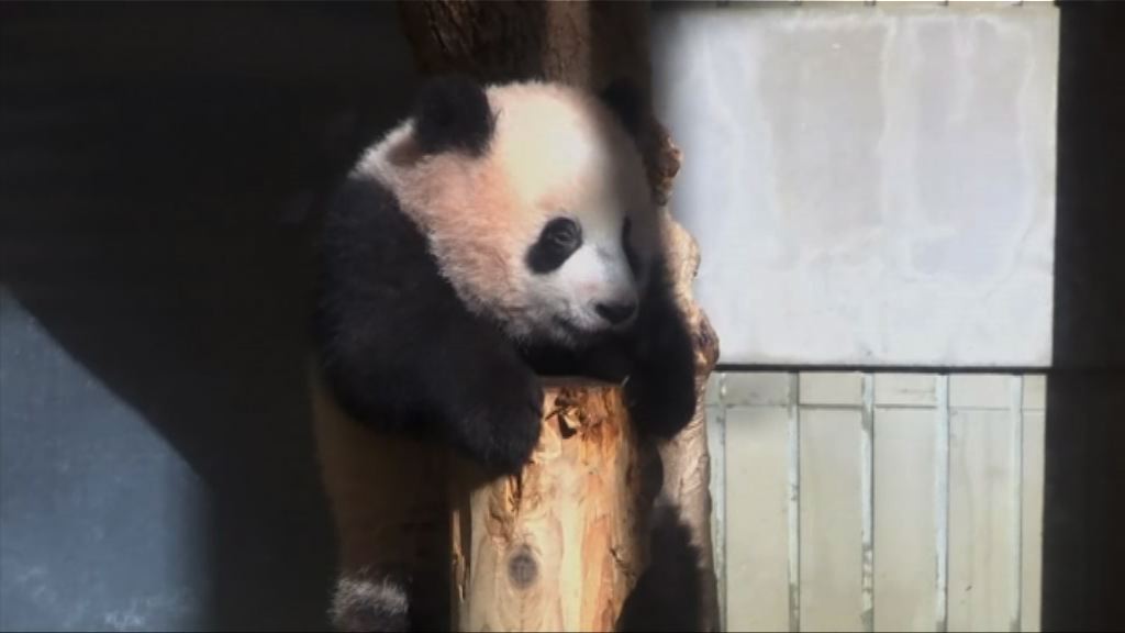 上野動物園大熊貓香香將公開亮相