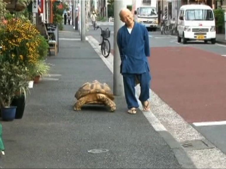 日本「龜仙人」與龜同行二十年