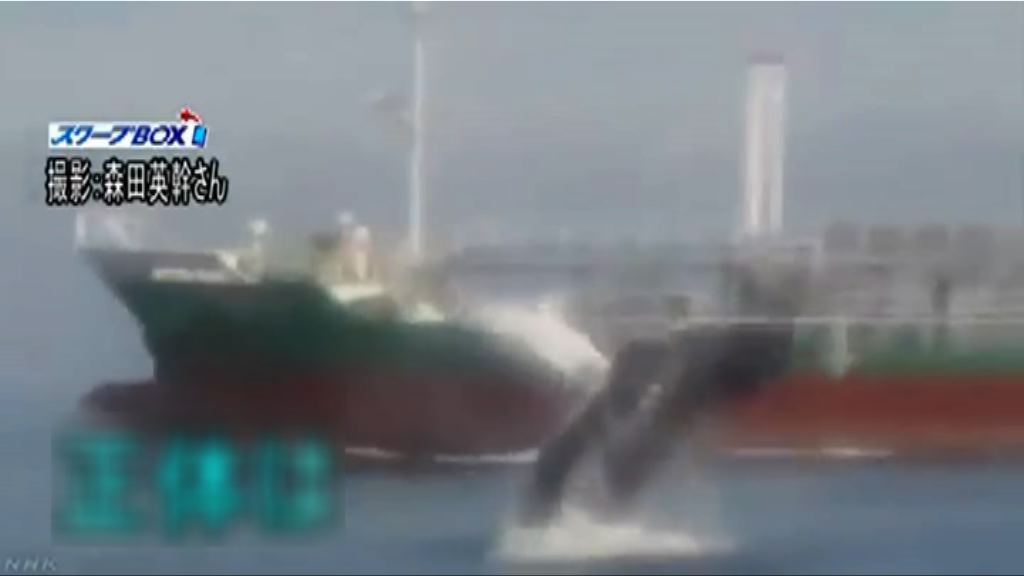 日本東京灣發現巨鯨蹤迹
