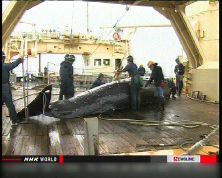 
日本放棄本年度南極捕鯨計劃