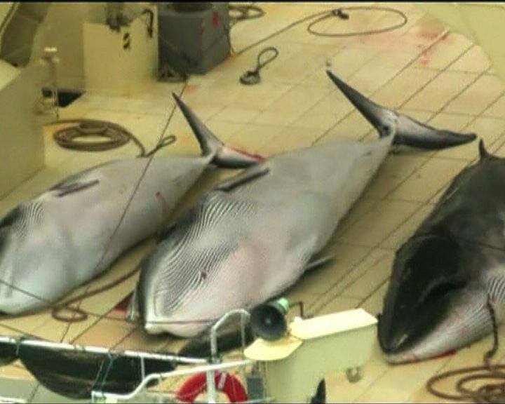 
日本樂天宣布停售鯨魚肉