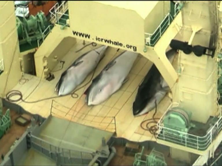 日科研捕鯨新計劃遭專家小組反對