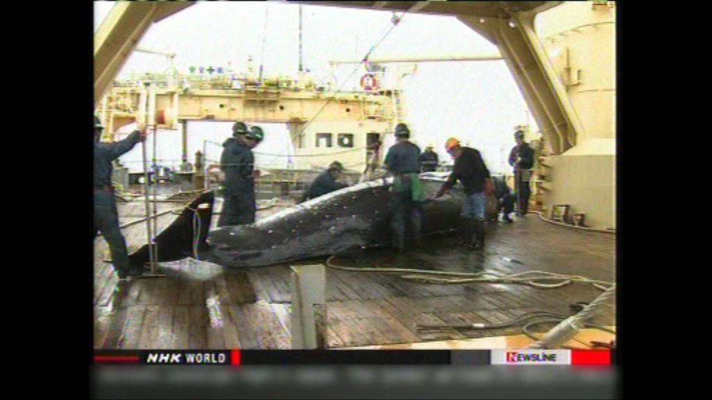 日本調查船周二啟程往南極捕鯨