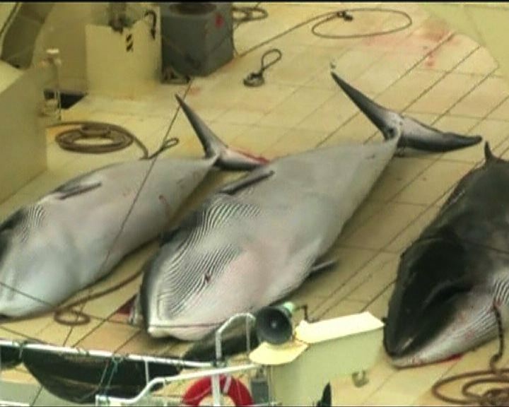 
日本捕鯨業惹爭議