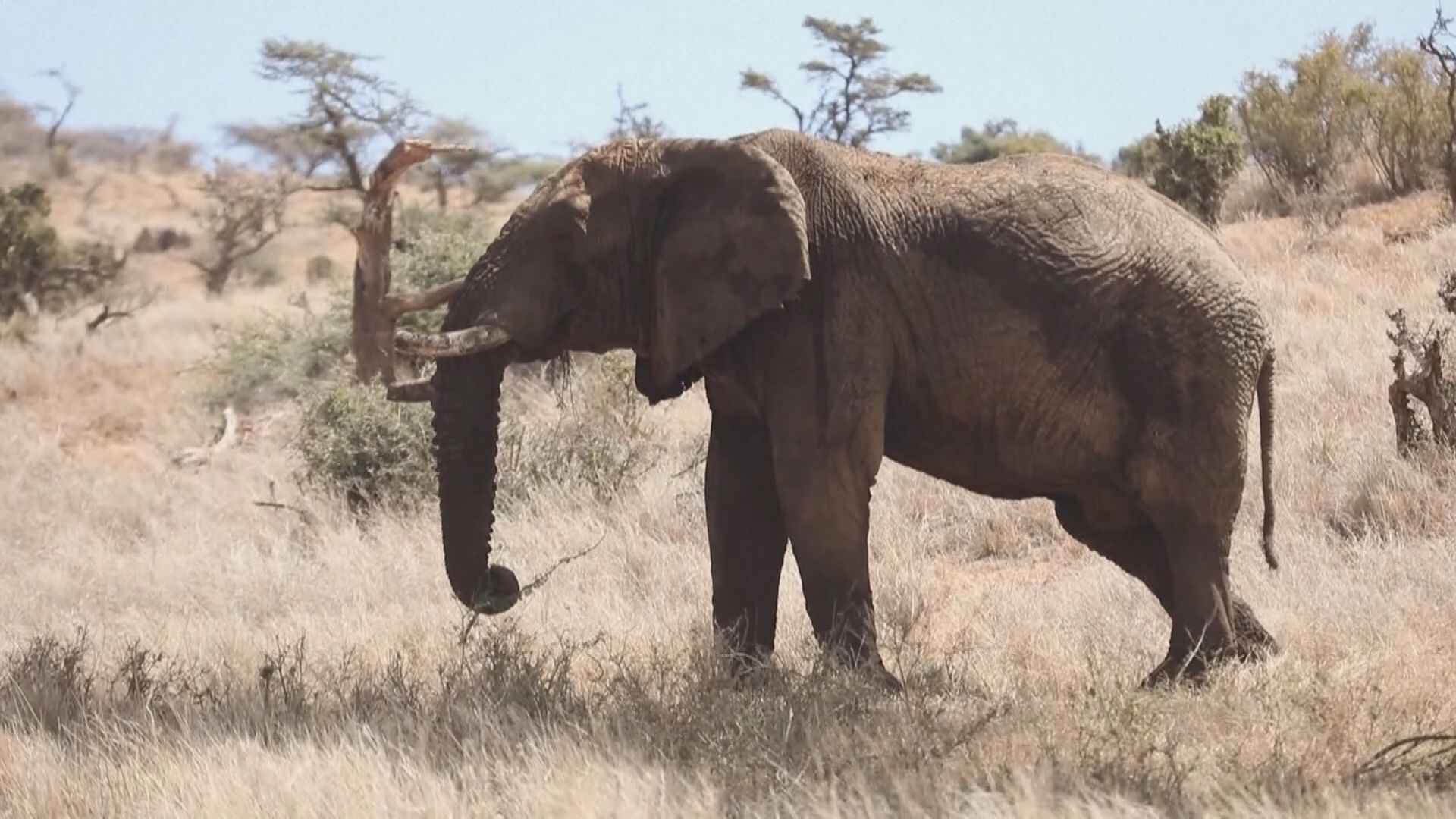 氣候變化比偷獵殺死更多肯尼亞大象
