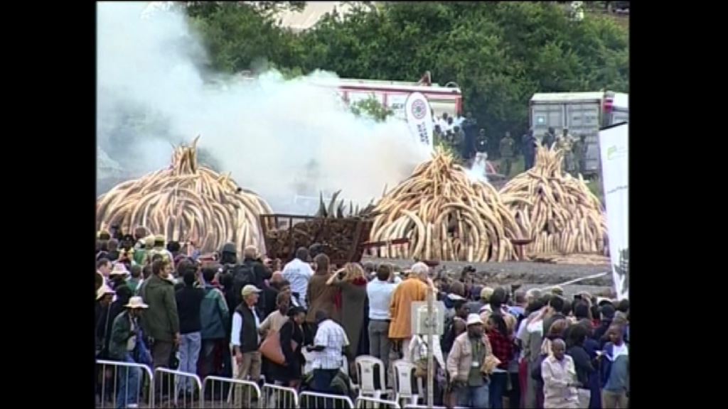 肯尼亞燒毀逾百噸象牙
