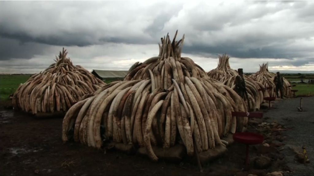 肯尼亞擬燒毀百噸象牙杜絕盜獵