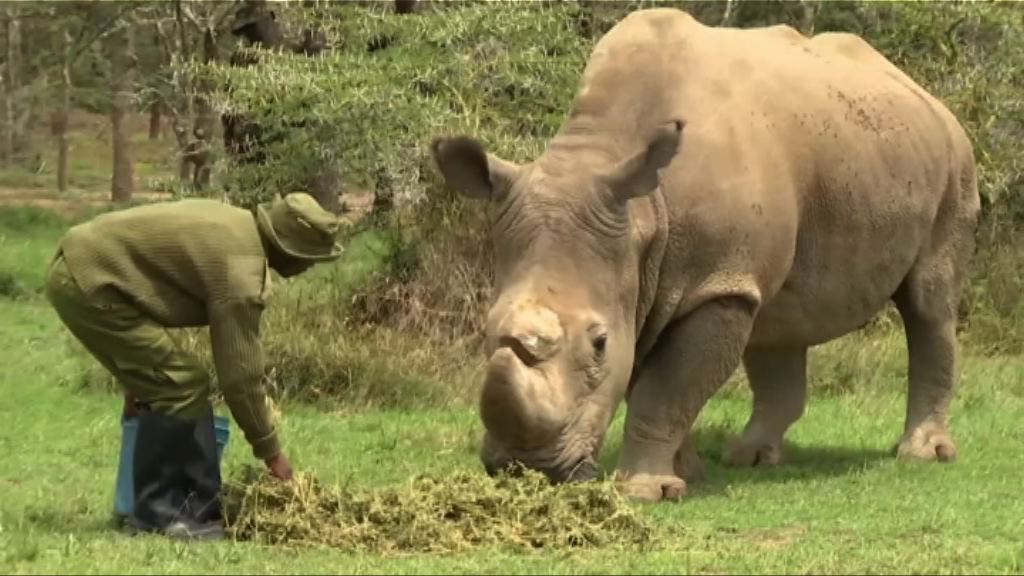 全球最後一隻雄性北非白犀牛離世