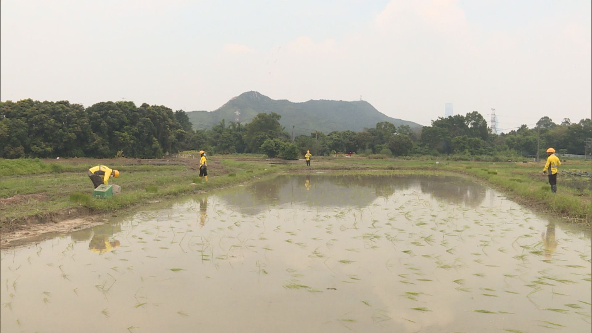 塱原濕地修復近兩年　團隊成功增加約5公頃濕地