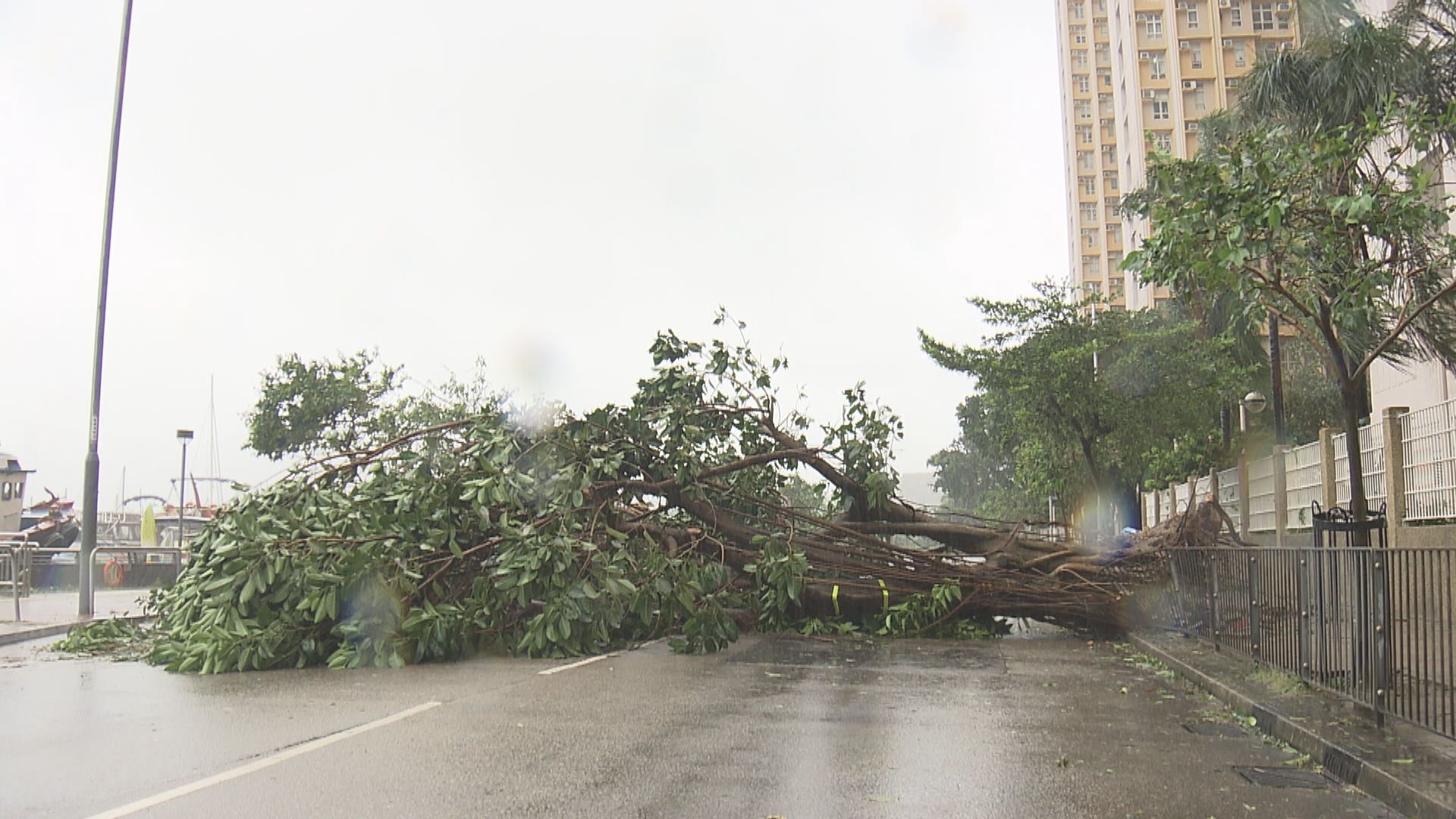 今年近4800棵樹因颱風暴雨倒塌 比2019年多逾4倍