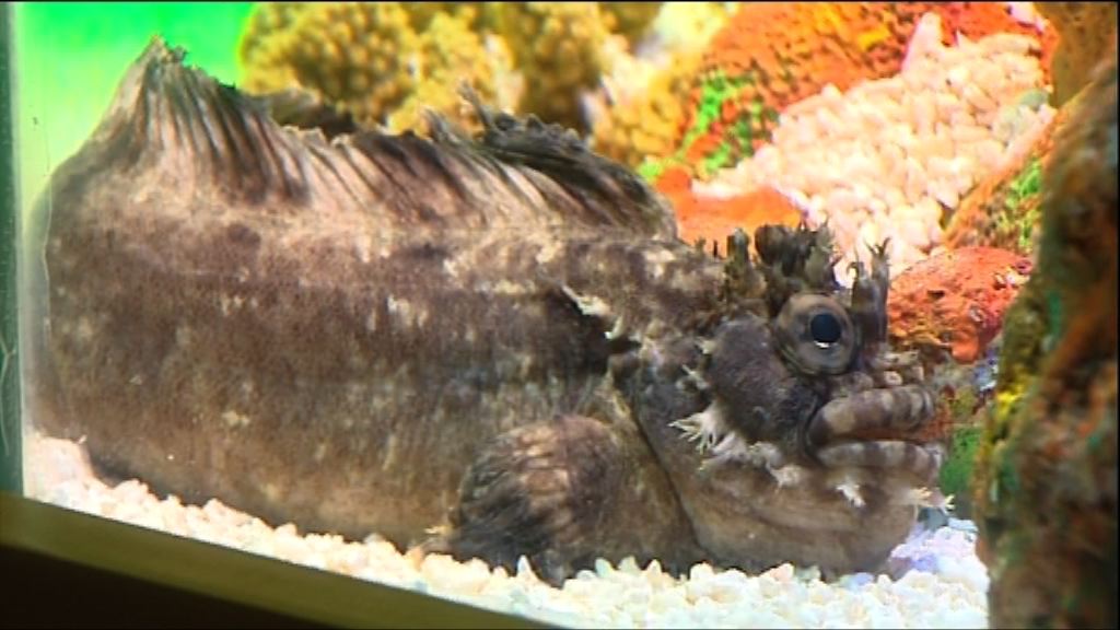 【力谷人流】孫悟空春節大鬧滬水族館