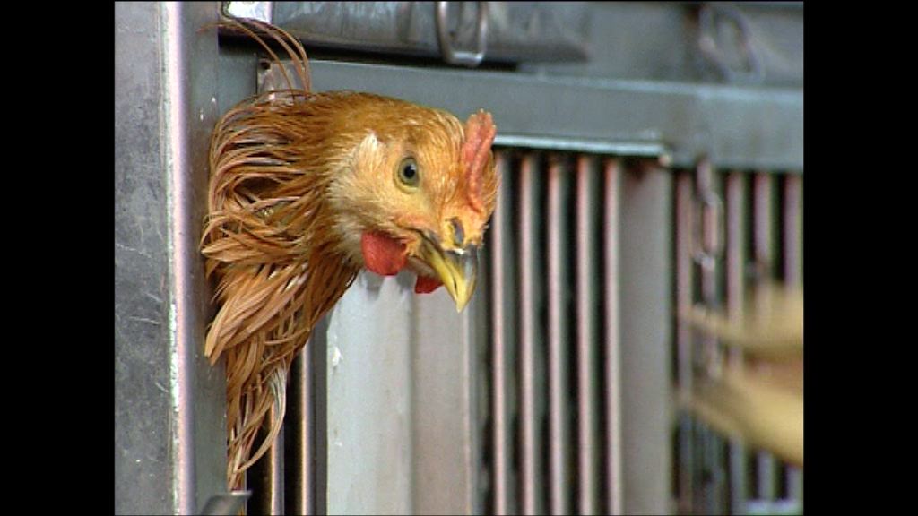 澳門驗出禽流感銷毀九千家禽