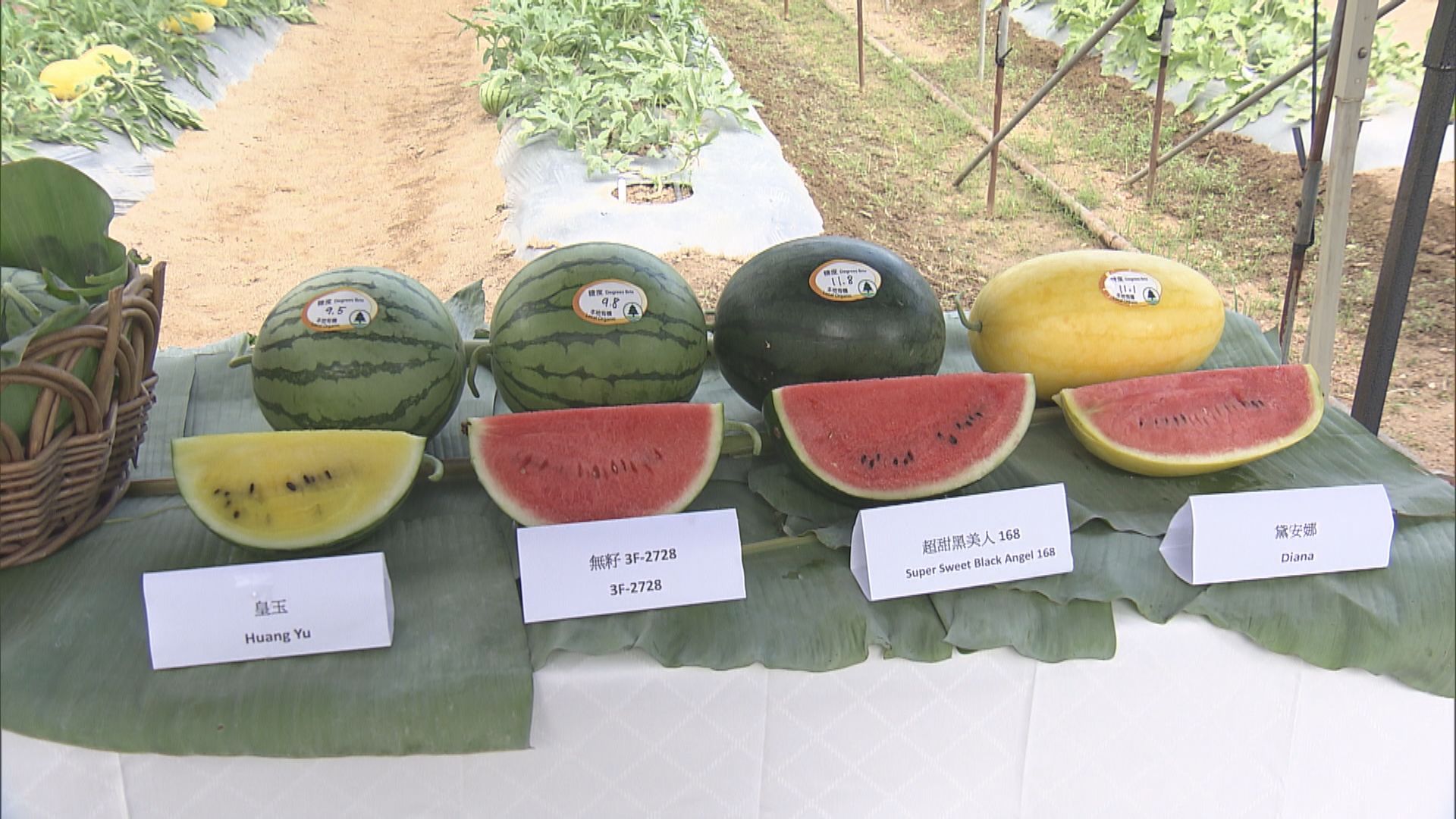 漁護署周四舉行本地有機西瓜節 推介四款特色西瓜品種