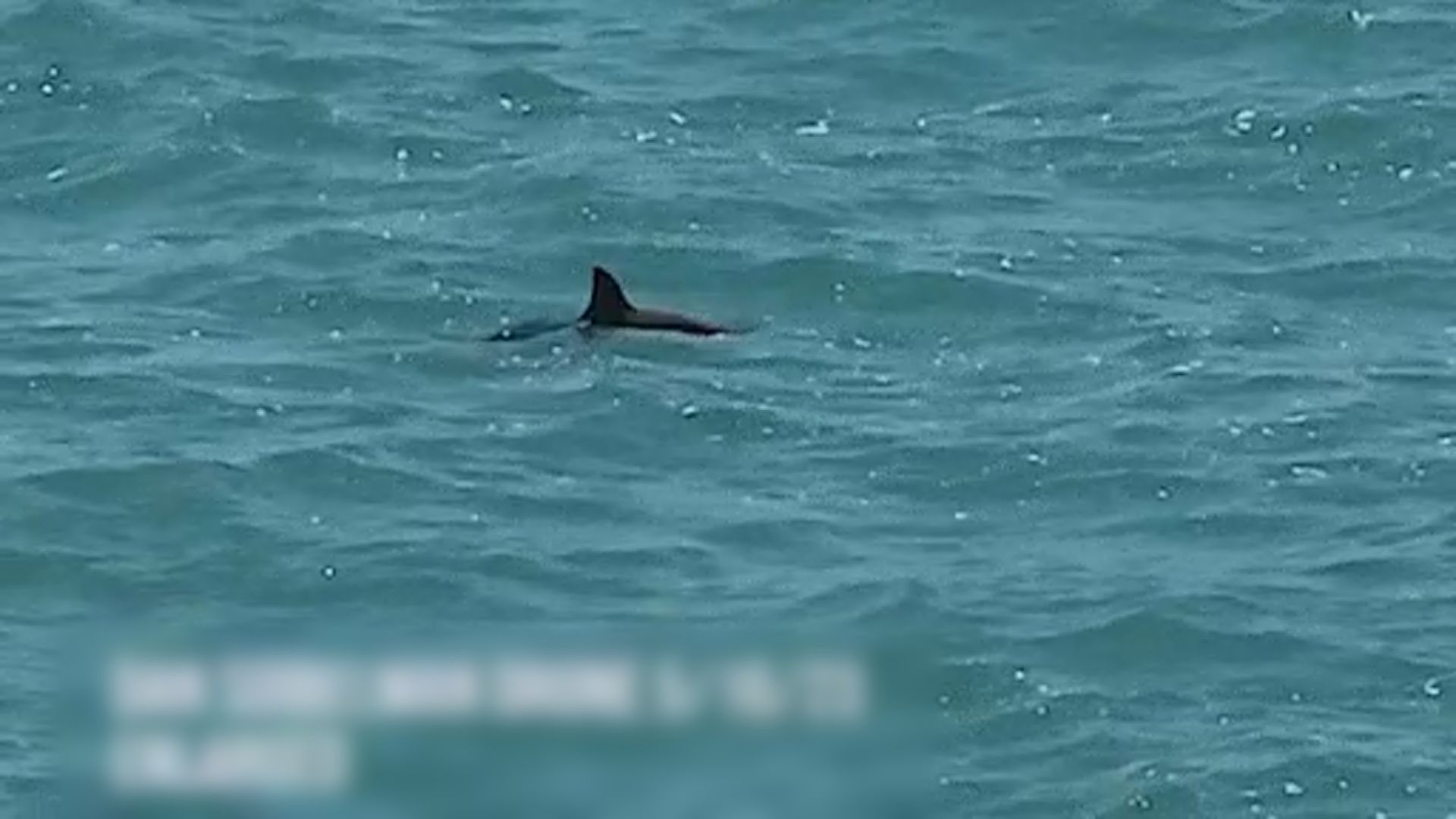 加灣發現至少十隻瀕危物種鼠海豚 最新數目未有下降