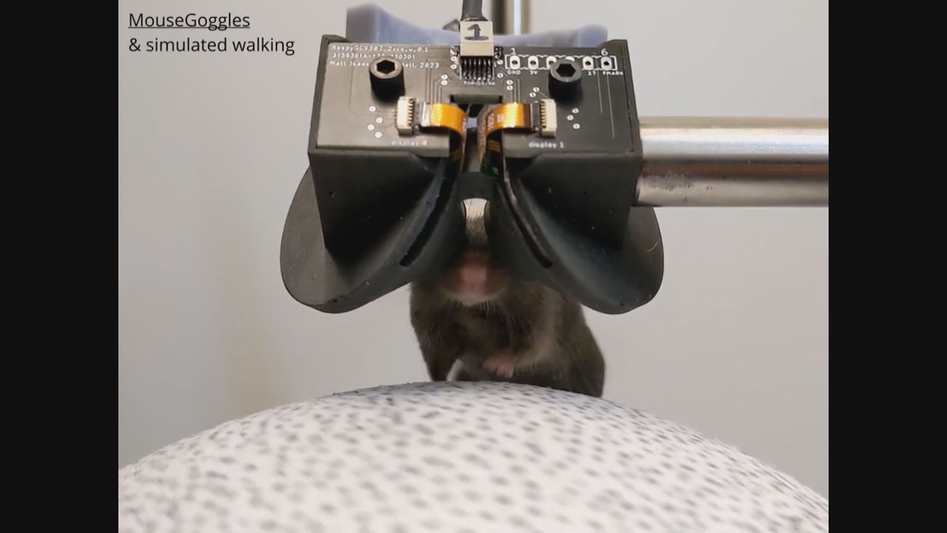 美國有大學開發出完全覆蓋老鼠視野的VR系統