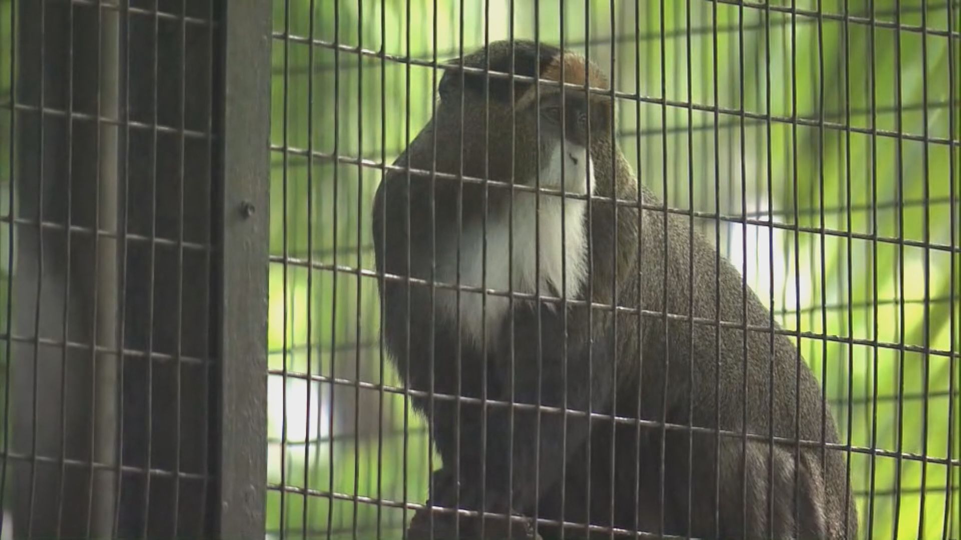 動植物公園九隻猴子死亡　李家超：專家會盡快調查死因