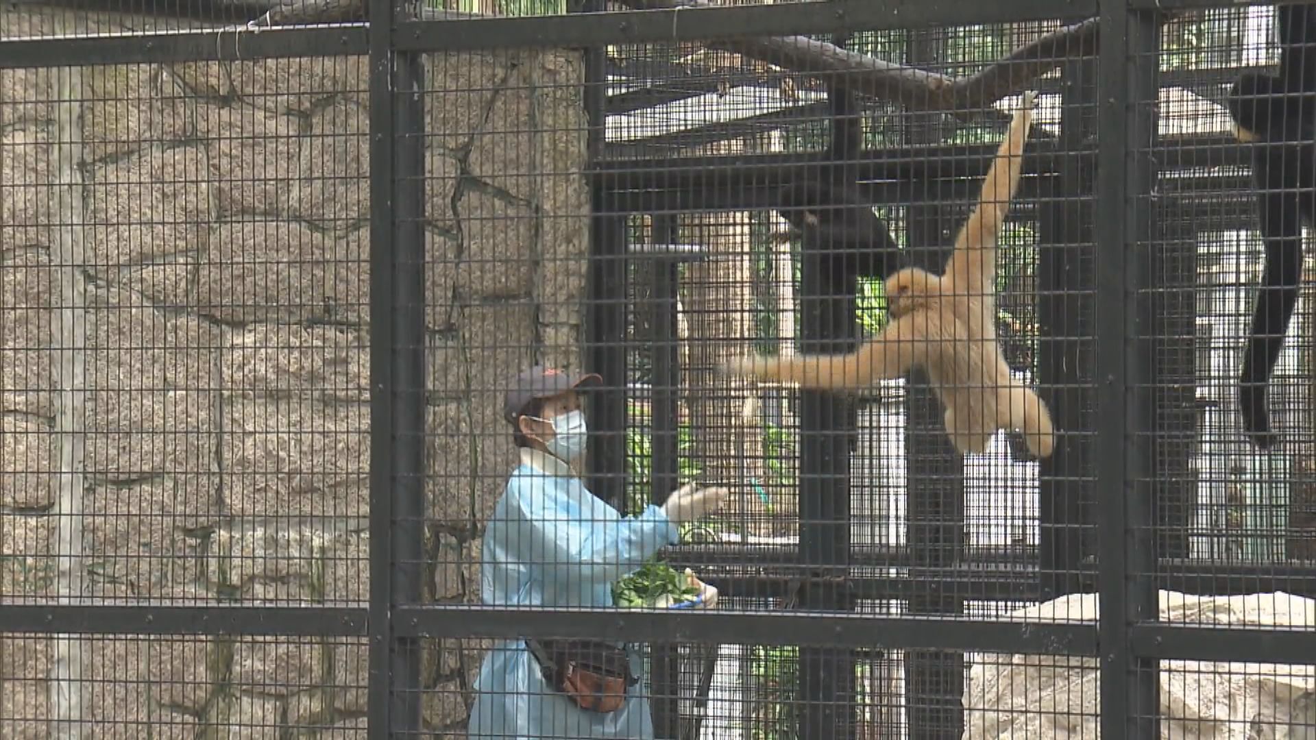 動植物公園九隻猴子死亡　李家超：專家會盡快調查死因　工作人員應穿戴保護裝備