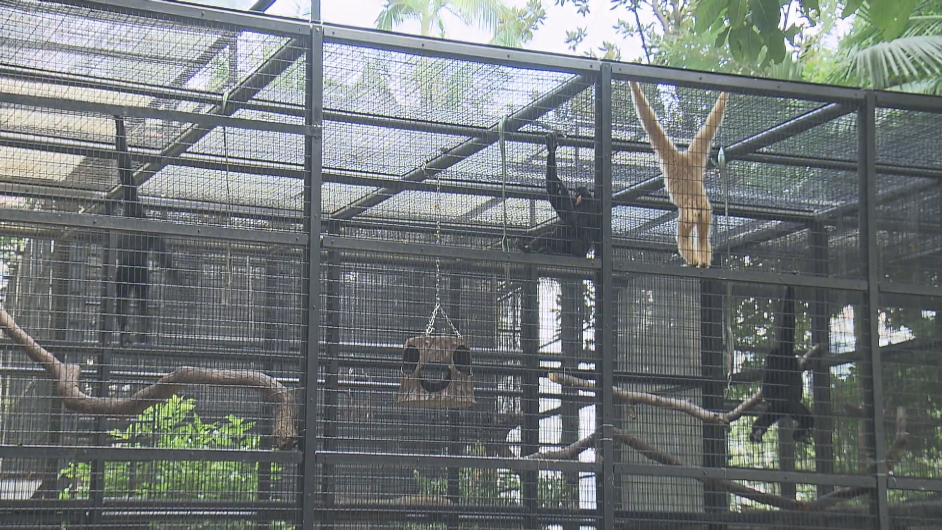 動植物公園增一猴死　早前未有公布　楊潤雄回應動物隔離屬正常程序