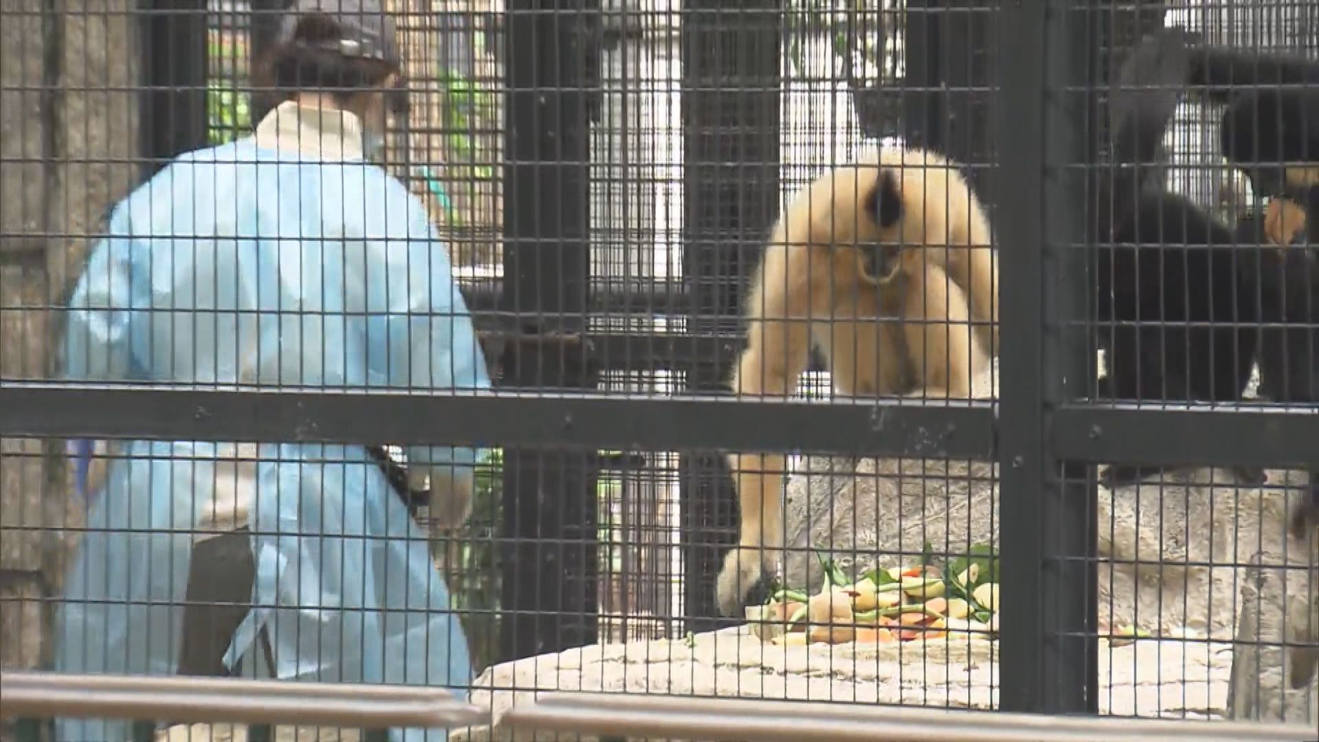 動植物公園再死一隻松鼠猴　累計11猴亡