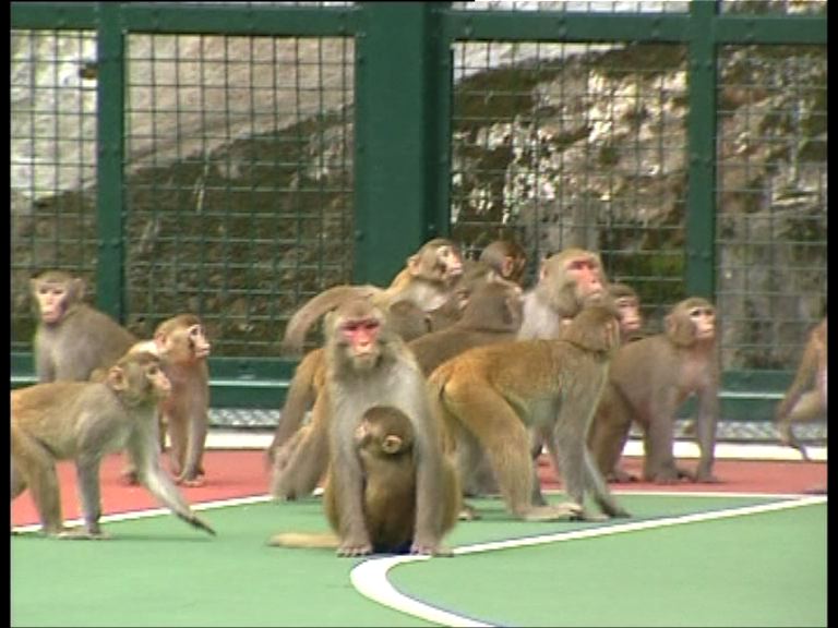 四十多隻猴子「拜訪」慈雲山校園