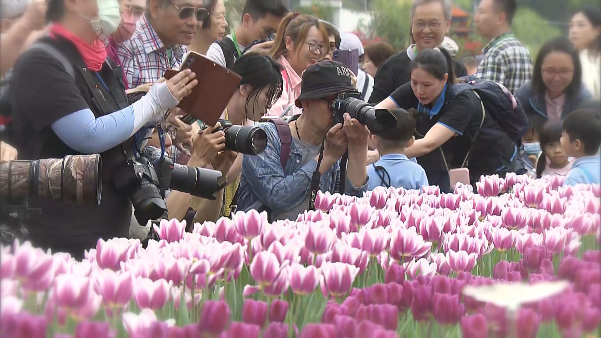 花卉展維園舉行　「綻放英姿」散發旺盛生命力