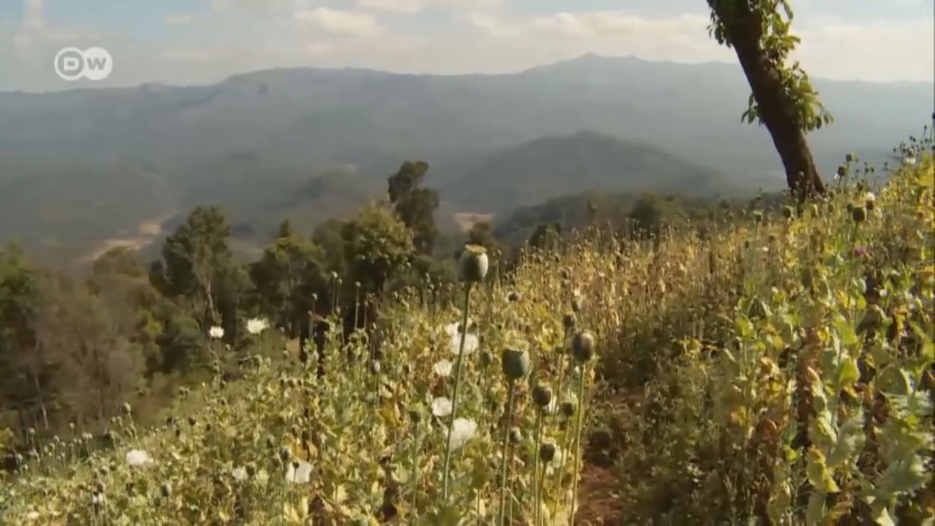 緬甸去年鴉片產量大增　農民種植罌粟維生