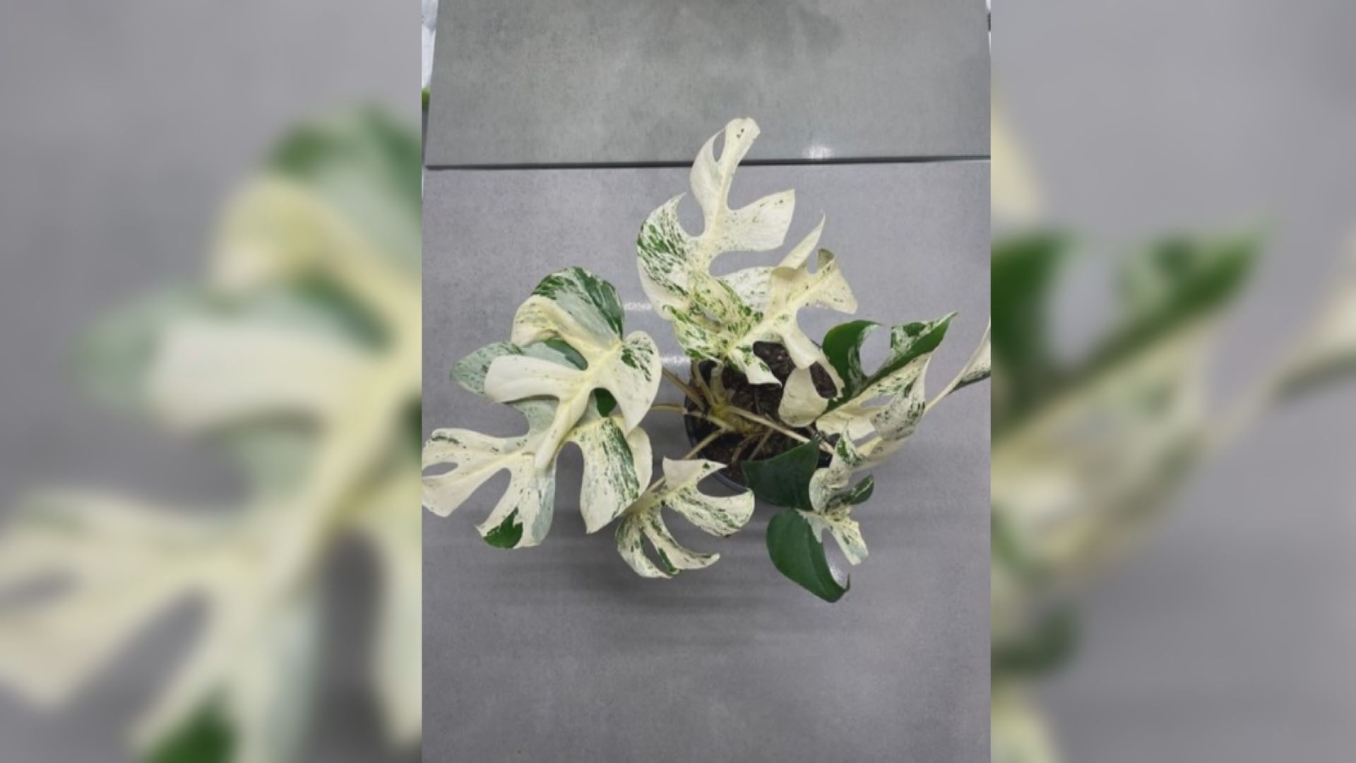 新西蘭罕見盆栽拍賣價約15萬港元