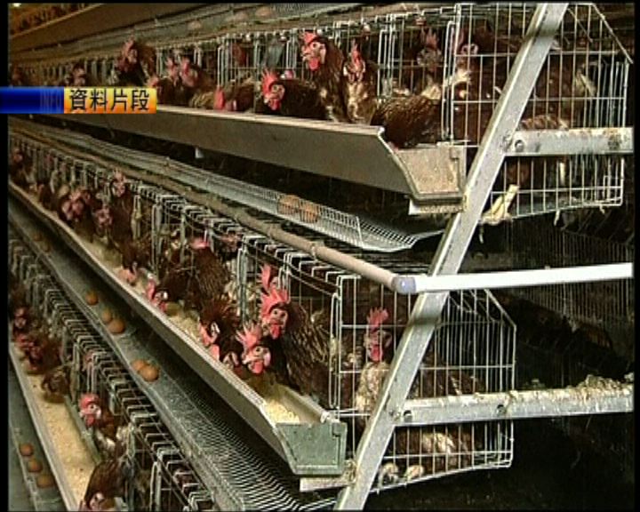 
荷蘭再有養雞場發現禽流感