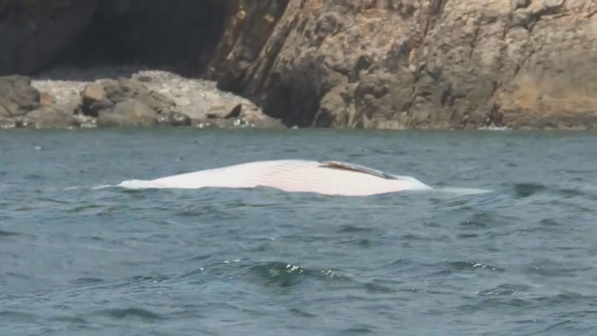 【現場報道】西貢牛尾洲海域發現鯨魚屍體