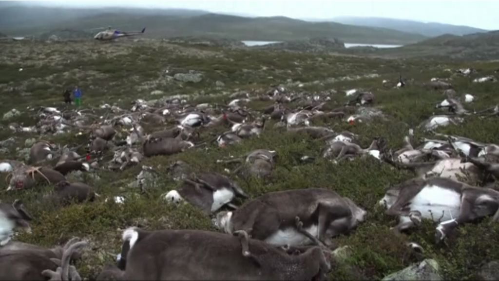 挪威逾三百頭馴鹿集體遭雷擊死亡