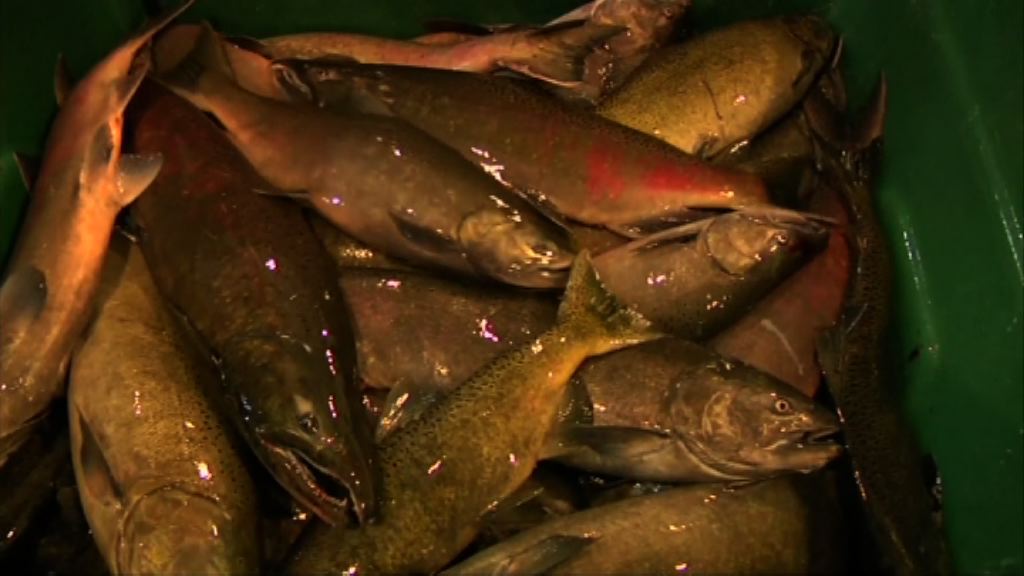 中國以食品安全為由　禁止挪威三文魚進口
