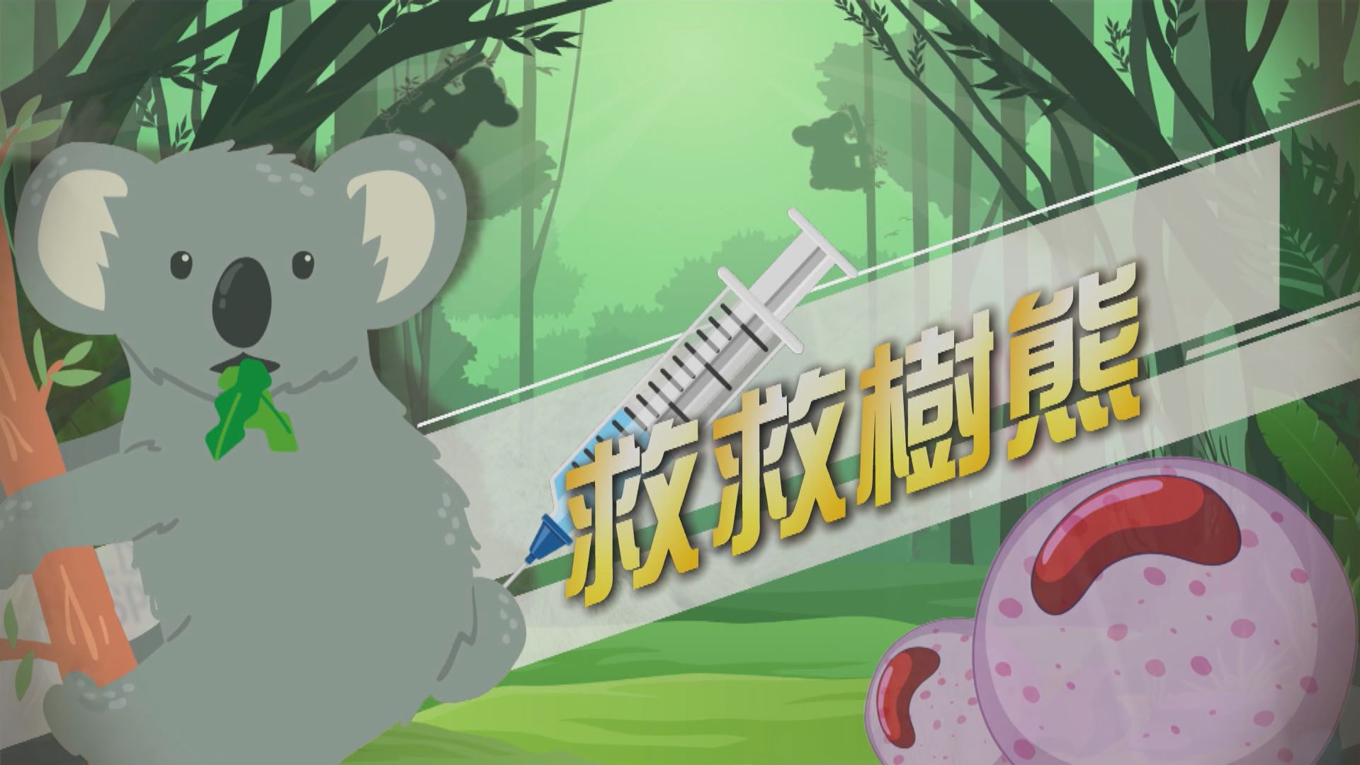 【新聞智庫】救救樹熊