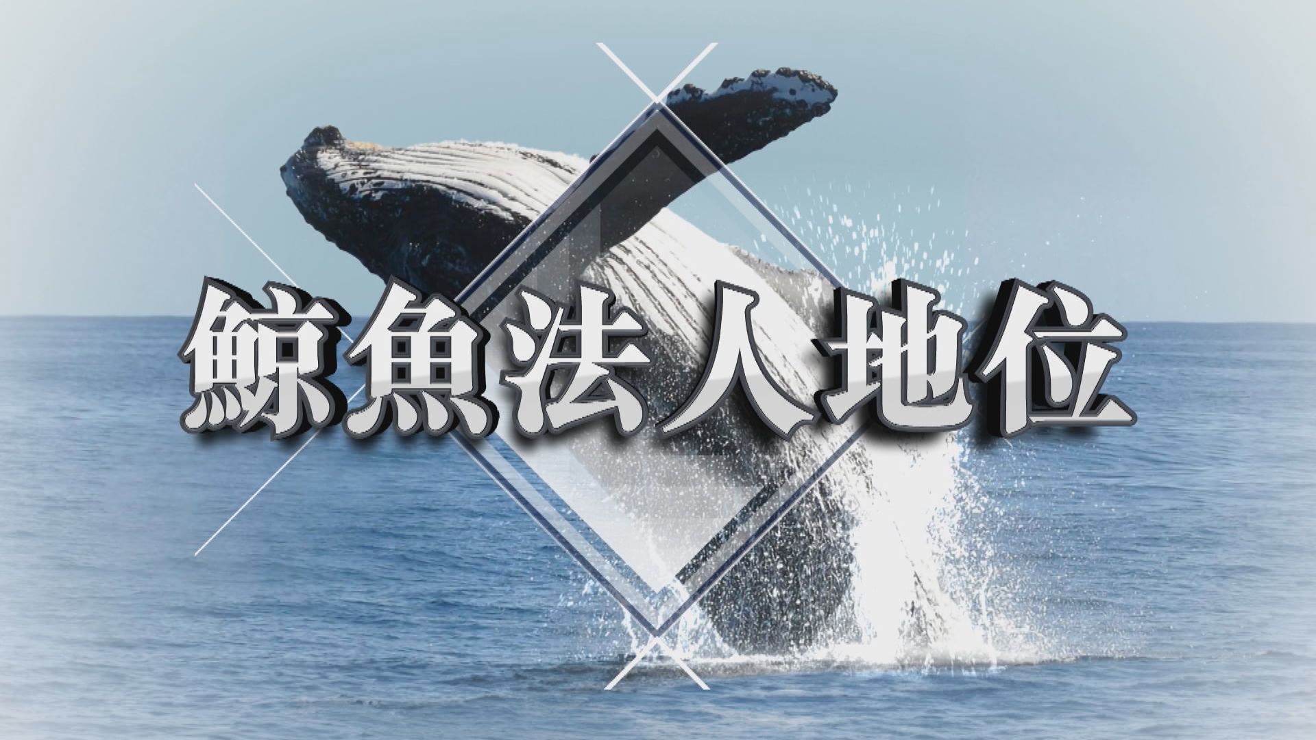 【新聞智庫】鯨魚法人地位