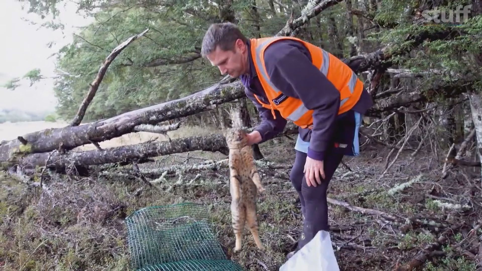新西蘭有組織為兒童設狩獵野貓比賽惹爭議