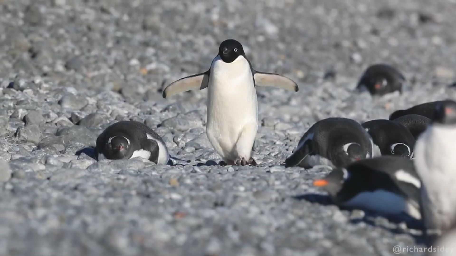 新西蘭海岸第三次出現南極阿德利企鵝